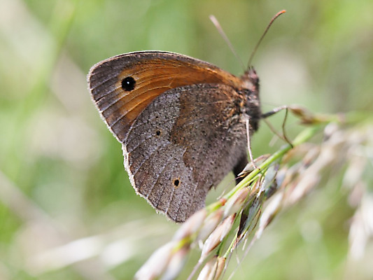 포토 JPG 해외이미지 식물 동물 한마리 1 야생동물 나비 곤충 잎 절지류 날개 안테나 사람 사람없음 야외 노란색 환경 봄 성장 벚꽃 닫기 벌레 묘사 각도 나방 내추럴 경보 해외202004 해외포토 계절 꽃 컬러 통신 모션 파일형식 이미지허브