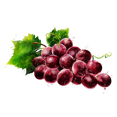 포토 JPG 해외이미지 과일 일러스트 포도 사람없음 빨간색 해외202004 해외포토 컬러 파일형식 이미지허브