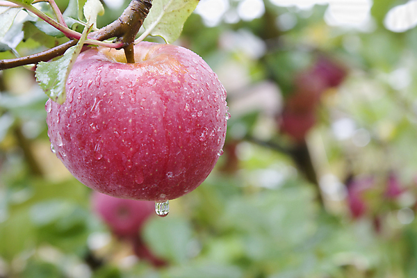 포토 JPG 해외이미지 나무 식물 음식 줄기 잎 농업 과일 사람없음 빨간색 초록색 농장 수확 가을 나뭇가지 원형 떨어짐 사과 이슬 과수원 숙성 카피스페이스 해외202004 해외포토 도형 계절 산업 컬러 컨셉 공백 파일형식 이미지허브