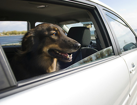 포토 JPG 해외이미지 동물 1 응시 행복 감정 도로 여행 창문 모션 자동차 앉기 사람없음 야외 반려동물 갈색 머리 맑음 운전 표현 오픈 개 치아 손목시계 코 해외202004 해외포토 시선 길 육상교통 시계 컬러 장신구 포유류 교통시설 날씨 신체부위 소화기관 파일형식 이미지허브