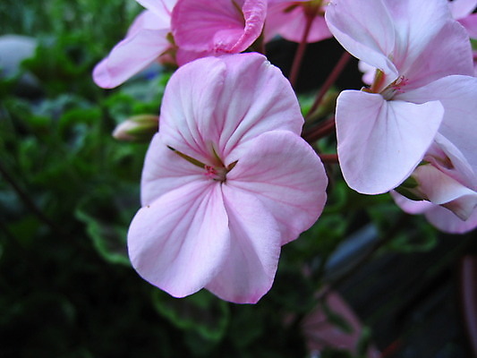 포토 JPG 해외이미지 식물 동물 열매 꽃 분홍색 곤충 과일 자연 사람없음 빨간색 초록색 파란색 노란색 보라색 봄 체리 해외202004 해외포토 계절 컬러 생태계 파일형식 이미지허브