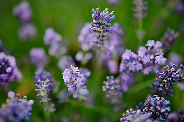 포토 JPG 해외이미지 식물 꽃 백그라운드 꽃무늬 밭 농업 자연 풍경 사람없음 초록색 여름 파란색 컬러풀 약 농장 정원 보라색 봄 벚꽃 시골 허브 제비꽃 향수 향기 냄새 아로마 라벤더 내추럴 해외202004 해외포토 계절 산업 컬러 무늬 의학 화장품 생태계 파일형식 이미지허브