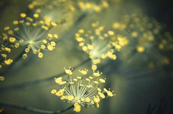 포토 JPG 해외이미지 식물 꽃 음식 줄기 곤충 백그라운드 잎 꽃무늬 농업 채소 재료 자연 추상 건강 씨앗 사람없음 야외 초록색 약 노란색 머리 환경 정원 검은색 벚꽃 신선 닫기 작음 다발 허브 향신료 묘사 유기농 향 내추럴 딜 회향 그리너리 해외202004 해외포토 동물 웰빙 산업 컬러 무늬 의학 모션 신체부위 크기 생태계 향미료 파일형식 트랜드컬러 이미지허브