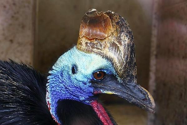 포토 JPG 해외이미지 동물 야생동물 자연 조류 새로움 동물원 사람없음 파란색 컬러풀 검은색 호주 큼 깃털 부리 멸종 타조 남쪽 내추럴 이국적 해외202004 해외포토 컬러 컨셉 오세아니아 크기 방향 생태계 파일형식 이미지허브