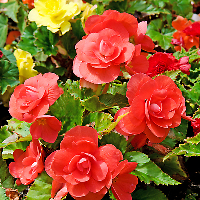 포토 JPG 해외이미지 식물 계절 공원 꽃잎 꽃 분홍색 꽃다발 백그라운드 잎 꽃무늬 자연 그림자 사람없음 야외 장식 빨간색 초록색 여름 컬러풀 노란색 정원 봄 활발 벚꽃 침대 신선 그룹 원예 생물학 화단 가치 내추럴 해외202004 해외포토 공공시설 교육 컬러 가구 컨셉 무늬 취미 생태계 파일형식 이미지허브