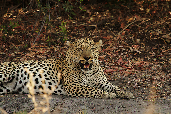 포토 JPG 해외이미지 동물 야생동물 오렌지 포유류 아프리카 자연 휴식 그림자 사람없음 노란색 고양이 힘 점 사파리 육식동물 표범 거짓말 보츠와나 해외202004 해외포토 나라 컬러 컨셉 과일 반려동물 생태계 파일형식 이미지허브