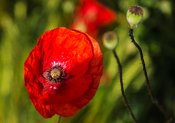 포토 JPG 해외이미지 식물 꽃잎 꽃 잎 꽃무늬 밭 자연 사람없음 정원 맑음 들꽃 벚꽃 시골 낟알 양귀비 해외202004 해외포토 무늬 농업 날씨 생태계 파일형식 이미지허브