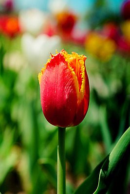 포토 JPG 해외이미지 식물 디자인 계절 공원 꽃잎 꽃 행복 유럽 꽃다발 백그라운드 꽃무늬 밭 자연 추상 선물 사랑 미술 사람없음 야외 장식 초록색 컬러풀 정원 봄 활발 튤립 벚꽃 침대 인사 신선 개화 4월 5월 다발 꽃집 싱글 강렬 구성 인공 해외202004 해외포토 공공시설 감정 나라 컬러 가구 컨셉 무늬 농업 문화예술 상점 예절 날짜 생태계 파일형식 이미지허브