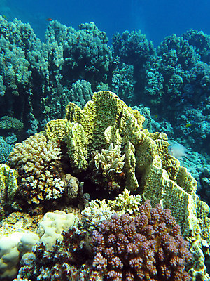 포토 JPG 해외이미지 동물 야생동물 바다 자연 이집트 어류 풍경 사람없음 물 파란색 컬러풀 수중 거품 스노클링 잠수부 생태계 다이빙 홍해 깊이 소금물 해외202004 해외포토 자연요소 컬러 아프리카 수영 수중동물 수상스포츠 전문직 수중스포츠 파일형식 이미지허브