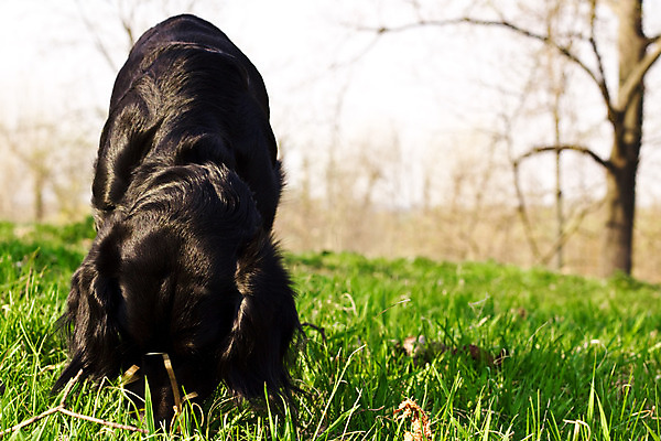 포토 JPG 해외이미지 동물 영어 응시 얼굴 밭 털 사람없음 야외 초록색 반려동물 갈색 머리 맑음 검은색 봄 스패니얼 아기 개 달콤 강아지 냄새 송곳니 기르기 유래 해외202004 해외포토 문자 시선 계절 컬러 농업 포유류 날씨 사람 신체부위 맛 치아 돌봄 파일형식 이미지허브