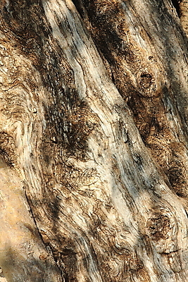 포토 JPG 해외이미지 나무 공원 자연 하늘 아침 휴식 풍경 사람없음 야외 초록색 조각상 평화 정원 시골 해외202004 해외포토 주간 식물 공공시설 컬러 컨셉 조형물 생태계 파일형식 이미지허브