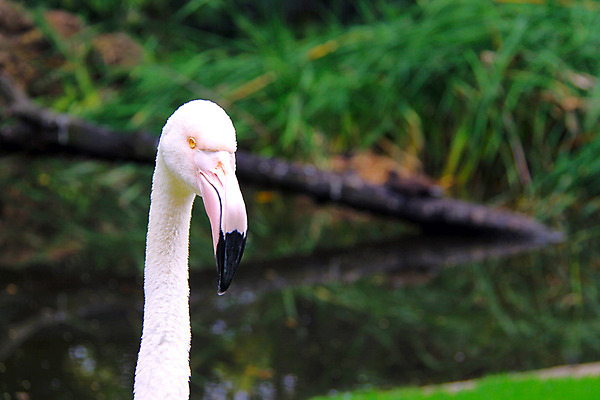 포토 JPG 해외이미지 나무 동물 곡선 자연 조류 동물원 숙이기 서기 사람없음 물 울타리 반사 우아함 호주 플라밍고 부리 부드러움 목 남쪽 계산서 동물상 해외202004 해외포토 자연요소 식물 선 포즈 컨셉 모션 신체부위 담장 조형물 감각 오세아니아 방향 생태계 파일형식 이미지허브