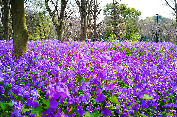 포토 JPG 해외이미지 꽃 아시아 여행 자연 휴가 사람없음 관광지 빛 일본 도쿄 내추럴 해외202004 해외포토 식물 나라 생태계 파일형식 이미지허브