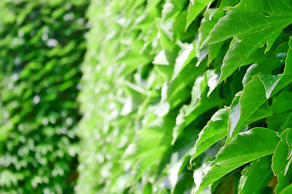 포토 JPG 해외이미지 모양 나무 식물 백그라운드 잎 자연 벽지 표면 추상 사람없음 장식 초록색 컬러풀 정원 침묵 소용돌이 그룹 모서리 두루마리 자르기 묘사 오브젝트 유기농 질감 윤곽 슛 겹침 정맥 고립 해외202004 해외포토 웰빙 컬러 무늬 모션 소리 회오리 생태계 혈관 파일형식 이미지허브