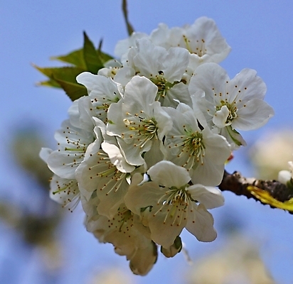 포토 JPG 해외이미지 나무 식물 계절 꽃잎 꽃 잎 자연 사람없음 야외 봄 벚꽃 흰색 신선 체리 해외202004 해외포토 컬러 과일 생태계 파일형식 이미지허브