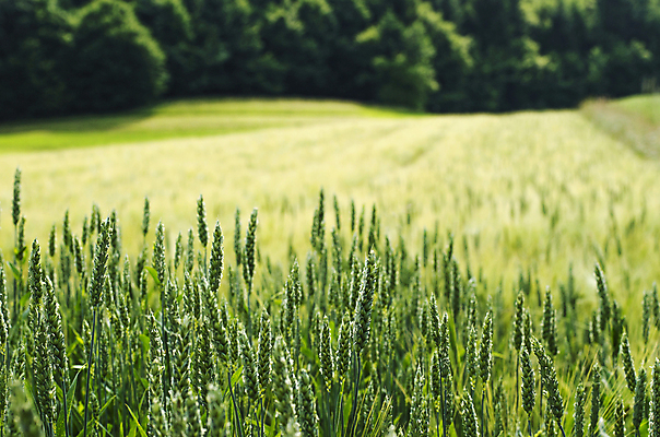 포토 JPG 해외이미지 식물 구름 계절 음식 백그라운드 밭 농업 자연 아침 날씨 건강 씨앗 풍경 사람없음 야외 초록색 여름 농작물 햇빛 농장 농경지 환경 봄 수확 성장 시골 신선 숲 낟알 시리얼 밀 먹기 유기농 질감 밀짚 내추럴 호밀 세련 해외202004 해외포토 주간 자연요소 웰빙 산업 컬러 모션 곡류 태양 짚 생태계 파일형식 이미지허브