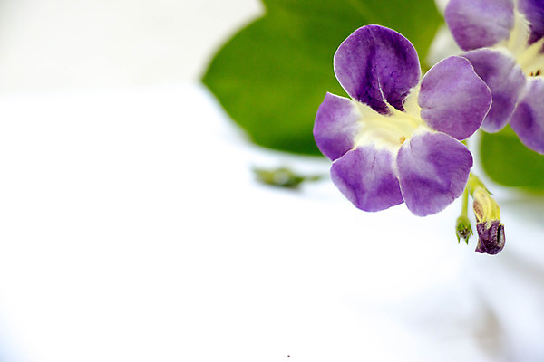 포토 JPG 해외이미지 꽃 음식 백그라운드 채소 자연 건강 사람없음 야외 초록색 약 정원 흰색 제비꽃 해외202004 해외포토 식물 컬러 의학 생태계 파일형식 이미지허브