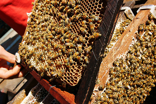 포토 JPG 해외이미지 나무 동물 아시아 음식 백그라운드 농업 자연 세포 건강 그림자 동양인 풍경 사람없음 여름 컬러풀 햇빛 약 노란색 작업 그룹 달콤 그늘 벌 먹기 탱크 베트남 꿀 벌집 밀랍 양봉 왁스 해외202004 해외포토 식물 계절 나라 산업 컬러 곤충 의학 모션 인종 태양 동남아시아 맛 생태계 파일형식 이미지허브