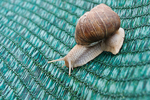 포토 JPG 해외이미지 식물 동물 1 계절 음식 잎 밭 자연 생물 연체동물 사람없음 초록색 갈색 정원 봄 껍질 행운 클로버 작음 먹기 달팽이 느림 기어가기 해외202004 해외포토 컬러 컨셉 농업 모션 무척추동물 크기 생태계 파일형식 이미지허브