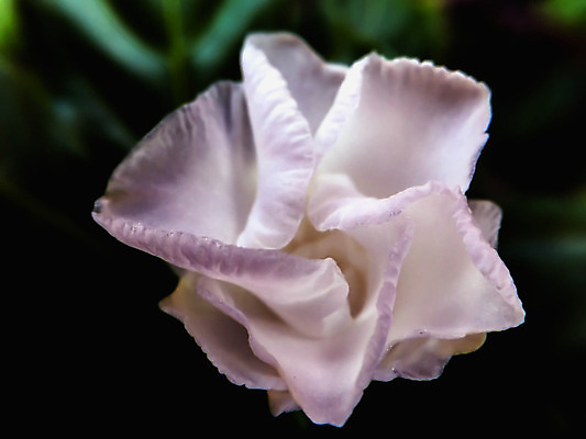 포토 JPG 해외이미지 식물 꽃잎 꽃 백그라운드 잎 꽃무늬 자연 사람없음 야외 장식 초록색 여름 정원 봄 벚꽃 흰색 신선 개화 백합 질감 부드러움 내추럴 고립 떠남 해외202004 해외포토 계절 컬러 무늬 모션 감각 생태계 파일형식 이미지허브