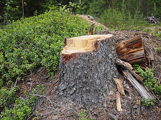 포토 JPG 해외이미지 나무 산업 줄기 자연 건조 풍경 사람없음 야외 목재 갈색 노란색 쌓기 환경 흙 봄 블록 나뭇가지 시골 신선 소나무 원형 숲 큼 장작 자르기 질감 러시아 통나무 먼지 나무껍질 침엽수 전나무 잡동사니 내추럴 땅바닥 벌목 생태학 톱밥 해외202004 해외포토 도형 식물 계절 교육 유럽 컬러 재료 모션 바닥 껍질 크기 가루 생태계 파일형식 이미지허브