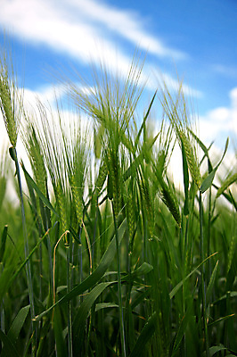 포토 JPG 해외이미지 구름 음식 빵 밭 농업 하늘 건강 옥수수 씨앗 사람없음 초록색 파란색 농작물 농장 맑음 수확 성장 시골 낟알 시리얼 밀 굽기 보리 귀 밀가루 스파이크 밭일 숙성 해외202004 해외포토 자연요소 식물 산업 컬러 날씨 곡류 신체부위 가루 구이 파일형식 이미지허브