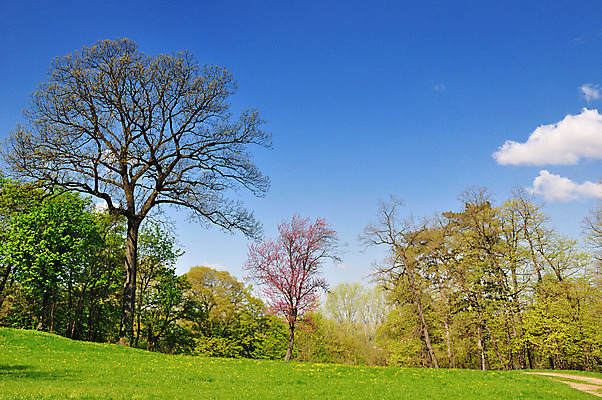포토 JPG 해외이미지 나무 구름 계절 잎 밭 자연 하늘 날씨 산 풍경 사람없음 야외 목재 초록색 여름 파란색 컬러풀 햇빛 맑음 봄 트래킹 하이킹 시골 신선 오픈 땅 순수 지역 해외202004 해외포토 자연요소 식물 컬러 컨셉 농업 재료 레저 태양 생태계 파일형식 이미지허브