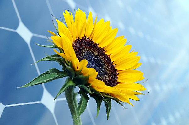 포토 JPG 해외이미지 식물 디자인 산업 백그라운드 밭 농업 일러스트 자연 하늘 미래 해바라기 세포 풍경 사람없음 야외 파란색 태양 환경 힘 재활용 에너지 판넬 절약 보호 에코 생태계 하이테크 태양에너지 전자 연료 세대 생태학 설치 오존 정치 획기적 비용 해외202004 해외포토 자연요소 교육 꽃 컬러 컨셉 기술 경제 그린에너지 친환경 파일형식 이미지허브