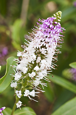 포토 JPG 해외이미지 식물 꽃 분홍색 백그라운드 자연 사람없음 장식 정원 흰색 스파이크 해외202004 해외포토 컬러 생태계 파일형식 이미지허브