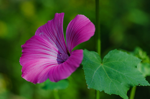 포토 JPG 해외이미지 식물 1 꽃잎 꽃 유럽 줄기 분홍색 백그라운드 잎 자연 사람없음 야외 장식 가로 정원 닫기 원예 기르기 깊이 꽃수술 리갈 해외202004 해외포토 나라 컬러 모션 취미 생태계 돌봄 파일형식 이미지허브
