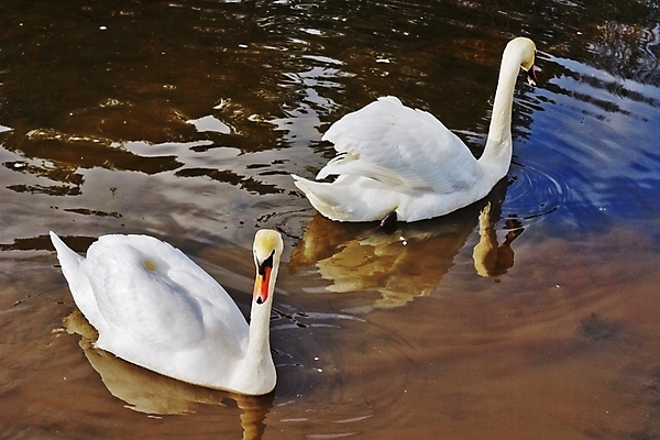 포토 JPG 해외이미지 음료 날개 자연 조류 날씨 휴식 사람없음 물 강 반사 갈색 얼음 침묵 봄 추위 흰색 물방울 백조 생태학 해외202004 해외포토 자연요소 동물 계절 교육 컬러 컨셉 소리 생태계 파일형식 이미지허브