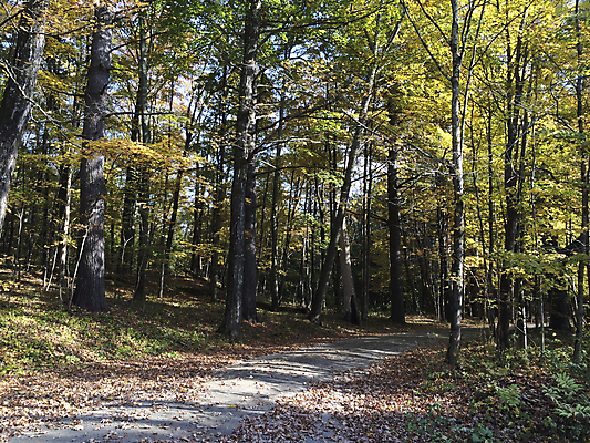 포토 JPG 해외이미지 나무 식물 잎 사람없음 초록색 노란색 미국 가을 시골 숲 지역 해외202004 해외포토 계절 컬러 북아메리카 파일형식 이미지허브