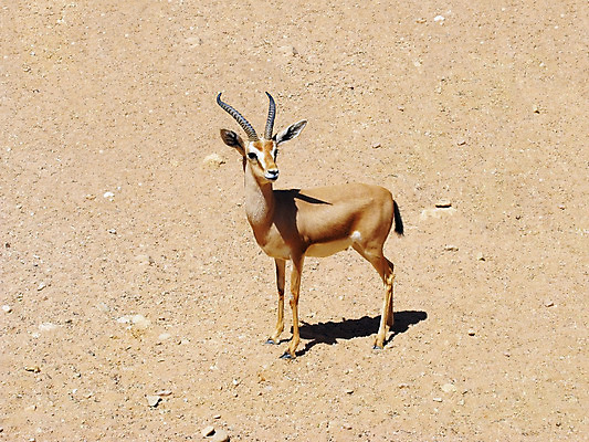 포토 JPG 해외이미지 동물 모래 여행 아프리카 자연 휴가 휴식 뿔 사람없음 여름 사막 바위 뜨거움 갈증 발견 가젤 동물상 이국적 해외202004 해외포토 계절 나라 컨셉 조형물 돌_바위 생태계 파일형식 이미지허브