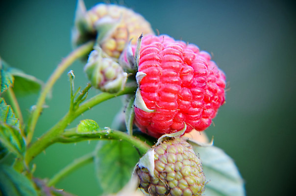 포토 JPG 해외이미지 식물 계절 열매 음식 분홍색 잎 농업 다이어트 과일 자연 매달리기 건강 요리 사람없음 빨간색 초록색 농장 정원 식사 활발 수확 성장 나뭇가지 신선 그룹 달콤 다발 유기농 원예 날것 산딸기 흙더미 내추럴 고립 바이오 밭일 숙성 채식주의자 디테일 비건 해외202004 해외포토 나무 웰빙 산업 컬러 컨셉 모션 취미 흙 맛 생태계 채식 파일형식 더미 이미지허브