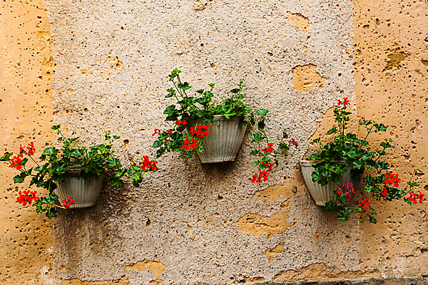 포토 JPG 해외이미지 식물 외관 꽃 유럽 화분 벽 자연 주택 사람없음 야외 장식 컬러풀 정원 바위 원예 제라늄 해외202004 해외포토 나라 컬러 취미 건물 생태계 파일형식 이미지허브