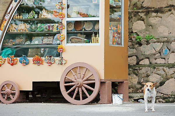 포토 JPG 해외이미지 아시아 여유 여행 휴가 휴식 사람없음 햇빛 평화 맑음 자유 시골 개 편안함 엽서 기념품 순찰 스리랑카 파라다이스 해외202004 해외포토 감정 나라 컨셉 포유류 날씨 태양 감각 편지 오브젝트 파일형식 이미지허브