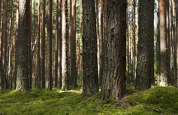 포토 JPG 해외이미지 나무 식물 계절 공원 자연 이끼 풍경 사람없음 야외 목재 초록색 여름 햇빛 환경 침묵 가을 나뭇가지 소나무 숲 침엽수 전나무 삼림지대 가문비나무 해외202004 해외포토 공공시설 컬러 재료 태양 소리 생태계 파일형식 이미지허브