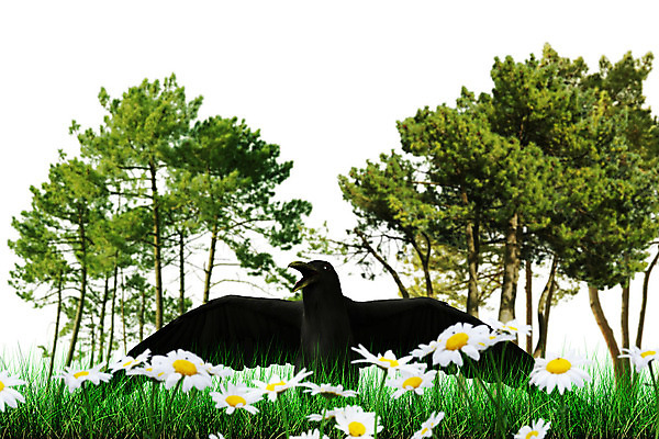 포토 JPG 해외이미지 동물 야생동물 날개 일러스트 자연 조류 사람없음 3D 검은색 어둠 심볼 깃털 부리 만들기 신화 까마귀 고딕 고립 동물상 해외202004 해외포토 컬러 모션 조형물 디지털합성 생태계 파일형식 이미지허브