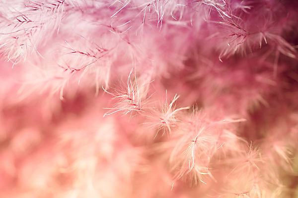 포토 JPG 해외이미지 사람없음 빛 보라색 민들레 부드러움 솜털 해외202004 해외포토 꽃 컬러 감각 파일형식 이미지허브