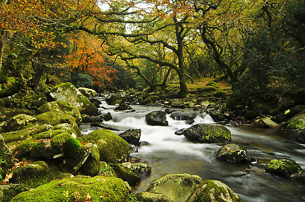 포토 JPG 해외이미지 나무 잎 오렌지 자연 이끼 풍경 사람없음 야외 빨간색 초록색 물 빛 강 달리기 햇빛 태양 안개 광선 가을 나뭇가지 개울 숲 신비 암초 마법 느림 다트무어 해외202004 해외포토 자연요소 식물 계절 컬러 컨셉 과일 모션 날씨 생태계 파일형식 이미지허브