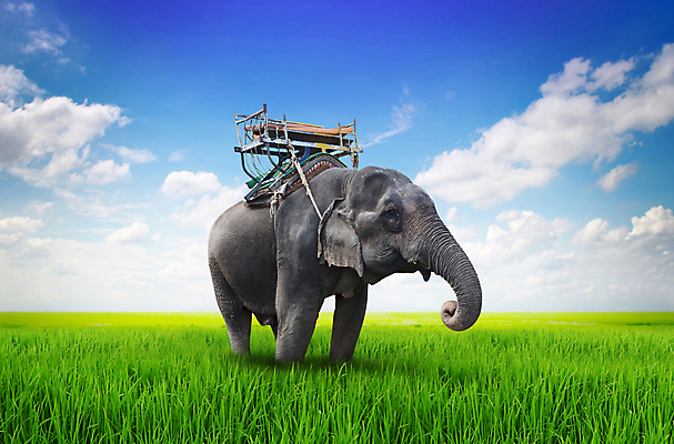 포토 JPG 해외이미지 동물 야생동물 여행 포유류 태국 자연 코끼리 동양인 사람없음 힘 주름 위험 큼 거인 해외202004 해외포토 아시아 컨셉 인종 크기 생태계 파일형식 이미지허브