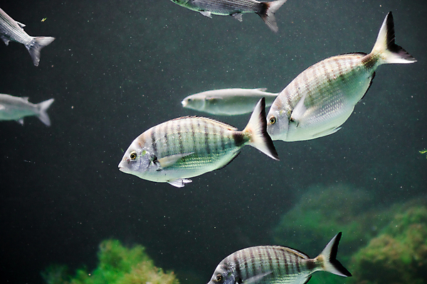 포토 JPG 해외이미지 동물 야생동물 바다 패턴 자연 낚시 생물 어류 사람없음 장식 초록색 물 파란색 컬러풀 갈색 수중 수영 신선 잡기 숲 해산물 금붕어 날것 지느러미 수족관 깊이 동물상 민물 이국적 해외202004 해외포토 자연요소 컬러 무늬 모션 레저 조형물 수중동물 수상스포츠 생태계 파일형식 이미지허브