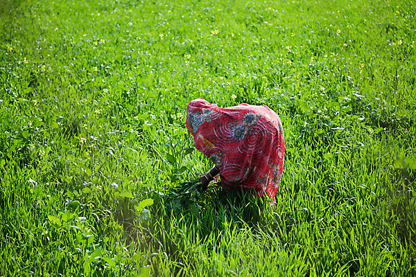포토 JPG 해외이미지 나무 전통 여자 아시아 문화 지구 밭 농업 자연 하늘 휴가 노동자 동양인 풍경 사람없음 파란색 농작물 농장 농경지 시골 업무 작업 선택 농부 인도인 밀 장면 밭일 사리 이국적 해외202004 해외포토 외국인 식물 직업 나라 산업 컬러 컨셉 곡류 사람 인종 생태계 파일형식 이미지허브