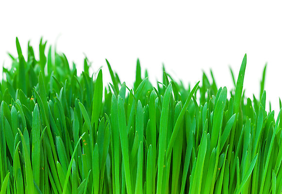 포토 JPG 해외이미지 식물 백그라운드 잎 자연 사람없음 초록색 새싹 활발 성장 흰색 신선 강렬 고립 귀리 해외202004 해외포토 컬러 컨셉 곡류 생태계 파일형식 이미지허브