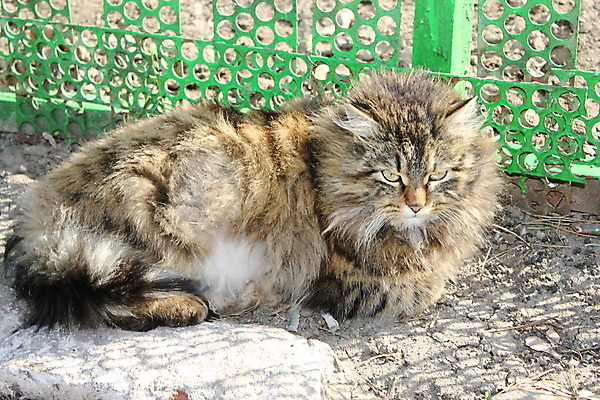 포토 JPG 해외이미지 동물 포유류 미술 사람없음 맑음 고양이 큼 모피 오브젝트 만족 꼬리 양모 해외202004 해외포토 감정 날씨 문화예술 반려동물 직물 크기 파일형식 이미지허브