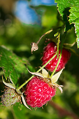 포토 JPG 해외이미지 식물 열매 음식 잎 2 꽃무늬 다이어트 과일 자연 하늘 건강 사람없음 야외 초록색 여름 컬러풀 정원 맑음 나뭇가지 신선 순수 유기농 산딸기 내추럴 해외202004 해외포토 나무 웰빙 계절 꽃 컬러 컨셉 무늬 날씨 생태계 파일형식 이미지허브
