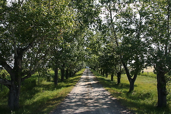 포토 JPG 해외이미지 나무 도로 캐나다 사람없음 마을 맑음 시골 그늘 먼지 방법 직진 해외202004 해외포토 식물 길 북아메리카 교통시설 날씨 파일형식 이미지허브
