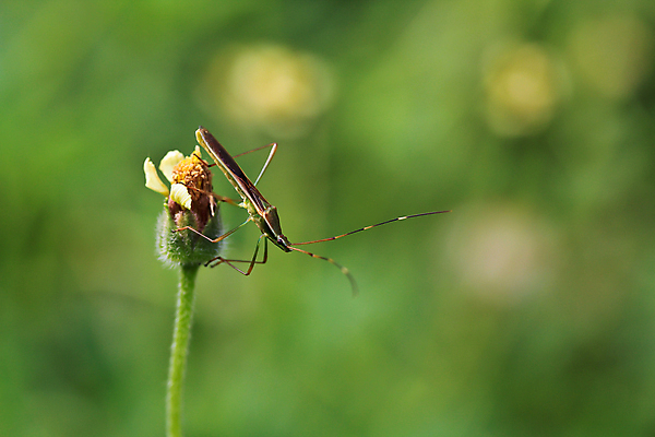포토 JPG 해외이미지 꽃 유럽 야생동물 분홍색 나비 곤충 꽃무늬 신체 날개 태국 자연 날리기 추상 안테나 앉기 풍경 사람없음 야외 초록색 여름 빛 컬러풀 햇빛 머리 환경 맑음 봄 활발 벚꽃 개화 생물학 꽃가루 꿀 취급주의 해외202004 해외포토 식물 동물 계절 교육 나라 아시아 컬러 컨셉 무늬 통신 모션 날씨 경고 신체부위 태양 가루 생태계 파일형식 이미지허브