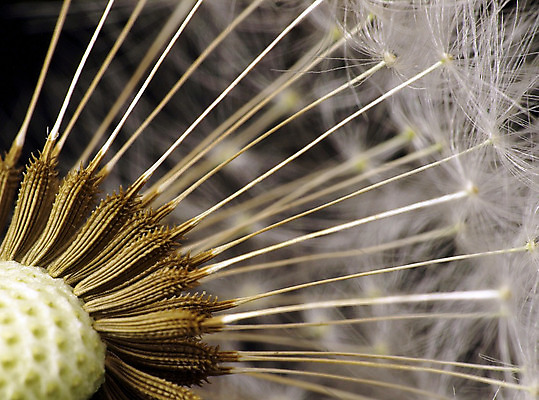 포토 JPG 해외이미지 식물 1 사람없음 빛 정원 검은색 민들레 깃털 해외202004 해외포토 꽃 컬러 파일형식 이미지허브