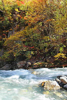 포토 JPG 해외이미지 나무 식물 계절 아시아 단풍 잎 자연 산 풍경 사람없음 야외 목재 강 컬러풀 노란색 일본 가을 개울 숲 수평선 해외202004 해외포토 나라 컬러 재료 생태계 파일형식 이미지허브